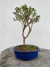 Bonsai Serissa em vaso azul com altura total de 25 cm, exibido sobre superfície de madeira rústica