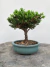 Originário da China Japão e Hemisfério Norte o bonsai de junipero Procumbens possui agulhas verdes que conferem um aspecto cônico