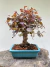 Bonsai Loropetalum com folhas roxas e verdes em vaso verde sobre tronco de árvore, altura total de 30 cm