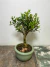 Bonsai Buxus Harlandii em vaso verde, apresentando folhas verdes brilhantes e um tronco robusto.