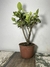 Pré Bonsai Ligustro Japonês 2 anos