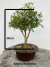 Bonsai Serissa em vaso marrom redondo sobre tronco de madeira, com folhas verdes e crescimento denso