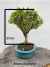 Bonsai Buxus Harlandii em vaso sobre superfície de madeira
