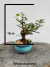 Bonsai Grewia Flor de Lotus em vaso azul pequeno sobre superfície de madeira, com altura total de 14 cm incluindo planta e vaso