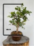 Bonsai de jabuticaba com folhas verdes em vaso marrom sobre tronco de madeira, altura total de 47 cm