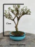 Bonsai Serissa em vaso redondo sobre superfície de madeira, com altura total de 21 cm indicada na imagem.