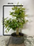 Pré bonsai Gabiroba com folhas verdes, medindo 44 cm de altura, plantado em vaso preto.