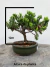 Bonsai Procumbens B236 com 15 cm de altura total, em vaso verde escuro sobre superfície de madeira