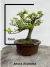 Bonsai Grewia Flor de Lotus com 15 cm de altura em vaso marrom sobre superfície rústica