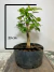 Pré bonsai de pitanga com folhas verdes em vaso escuro, sobre uma superfície de madeira. Com 23cm de altura