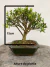 Bonsai Buxus Harlandii com 20 cm de altura total incluindo vaso verde escuro, sobre superfície de madeira rústica
