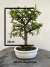 Bonsai Caliandra em vaso sobre tronco de madeira, altura total de 26 cm