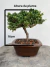 Bonsai Procumbens em vaso quadrado sobre superfície de madeira
