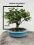 Bonsai Caliandra em vaso verde sobre tronco de árvore, altura total de 22 cm