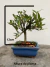 Bonsai de jasmim em vaso azul quadrado, altura total de 18 cm, com folhas verdes brilhantes