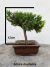 Bonsai Procumbens Junípero com 16 cm de altura total, plantado em vaso quadrado marrom