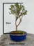 Bonsai Serissa em vaso azul com altura total de 25 cm, exibido sobre superfície de madeira rústica
