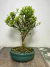 Bonsai Buxus Harlandii em vaso, com folhas verdes e tronco visível, em uma mesa de madeira.