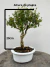 Bonsai Serissa em vaso com altura total de 28 cm, mostrado sobre superfície de madeira.