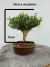 Bonsai Buxus Harlandii em vaso com altura total de 20cm, exibido sobre superfície de madeira