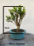 Bonsai Cereja Silvestre com 25 cm de altura total incluindo vaso azul sobre tronco de madeira