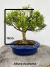 Bonsai Buxus Harlandii com 24 cm de altura total em vaso azul redondo sobre tronco de madeira