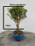 Bonsai Buxus Harlandii em vaso azul redondo sobre superfície de madeira, altura total de 18 cm