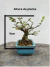 Bonsai Grewia Flor de Lotus em vaso azul sobre superfície de madeira, com altura de 9 cm.