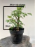 Pré Bonsai Piteco em vaso preto posicionado sobre tronco de madeira, com altura total de 36 cm, folhas verdes delicadas e estrutura de galhos finos