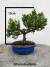 Bonsai Procumbens em vaso azul com altura total de 18 cm, exibido sobre superfície de madeira