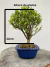 Bonsai Buxus Harlandii com altura total de 28 cm incluindo o vaso azul