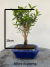 Bonsai de Cereja Silvestre com 25 cm de altura total, plantado em vaso azul quadrado, exibido sobre superfície de madeira rústica