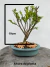 Bonsai Maitenus em vaso azul redondo sobre tronco de madeira, com altura total de 24 cm