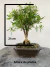 Bonsai Serissa em vaso sobre superfície de madeira, com altura total de 26 cm indicada na imagem