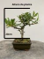 Bonsai Piracanta B20 com altura total de 24cm incluindo vaso quadrado verde escuro, com folhas verdes e musgo no solo, sobre superfície de madeira