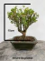 Bonsai Buxus Harlandii com 20 cm de altura total incluindo vaso verde quadrado sobre base de madeira