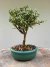 Bonsai Serissa em vaso verde com altura total de 12 cm, destacando folhas pequenas.