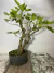 Pré bonsai de amora com folhas verdes e frutos, plantado em um vaso redondo.