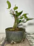 Pré bonsai de amora com folhas verdes, plantado em um vaso circular escuro.