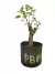 Pré bonsai Amora em vaso, com folhas verdes saudáveis e tronco visível.