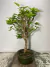 Bonsai de Amora - B91