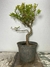 Pré Bonsai Cambuí - PB35