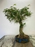 Bonsai Caliandra Spinosa em vaso azul, com folhagem verde e tronco retorcido.