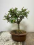 Bonsai Ulmus em vaso de cerâmica, com folhas verdes e tronco visível.