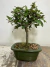 Bonsai Ulmus Parvifolia em vaso verde, com folhas verdes e tronco exposto.