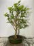Bonsai de Amora - B91