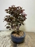 Bonsai Loropetalum em vaso azul, com folhas verde-escuras e tons avermelhados.