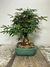 Bonsai Caliandra Vermelha com folhagens verdes em um vaso retangular verde.