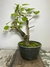 Pré Bonsai de Amora