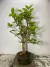 Bonsai de Amora - B91